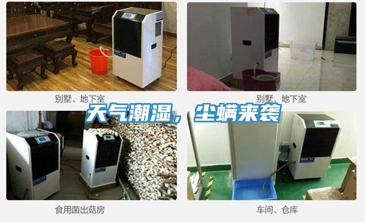 天氣潮濕，塵螨來襲