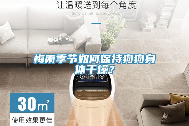 梅雨季節(jié)如何保持狗狗身體干燥？