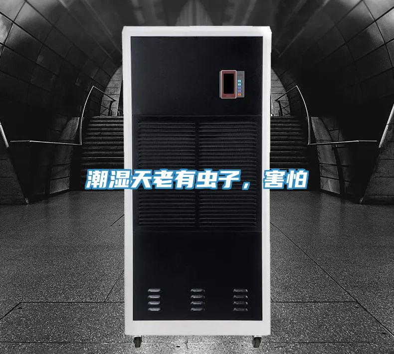 潮濕天老有蟲(chóng)子，害怕