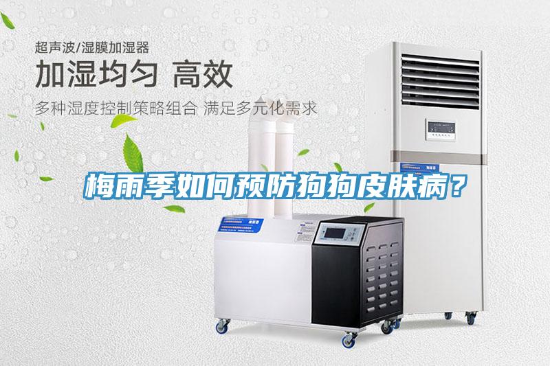梅雨季如何預防狗狗皮膚??？