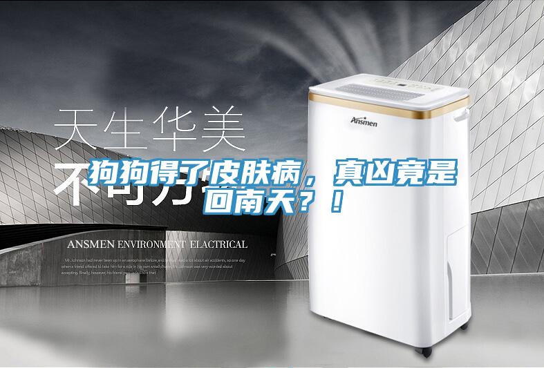 狗狗得了皮膚病，真兇竟是回南天？！