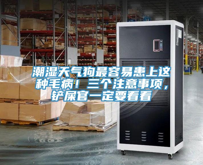 潮濕天氣狗最容易患上這種毛病！三個注意事項，鏟屎官一定要看看