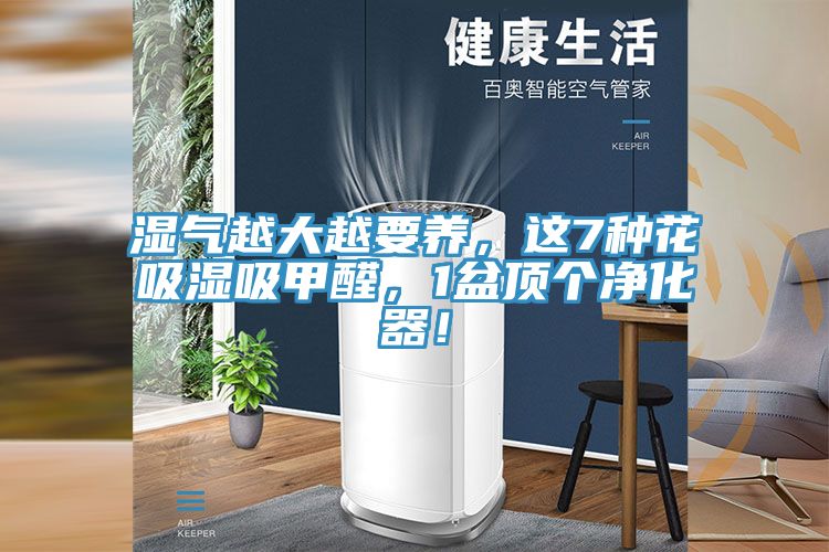 濕氣越大越要養(yǎng)，這7種花吸濕吸甲醛，1盆頂個凈化器！